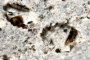 Forstérite et Hématite